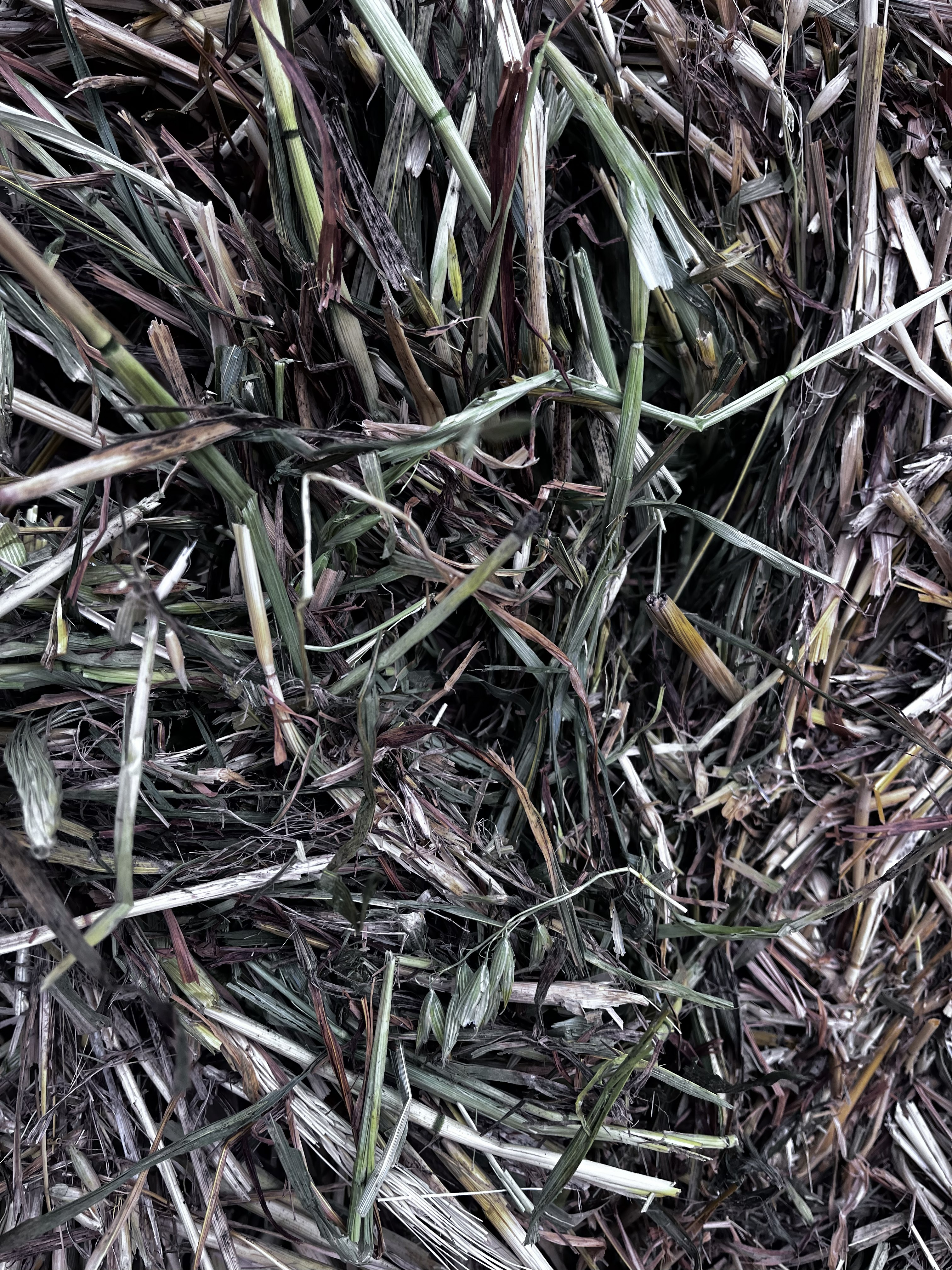 IMG 17721 Oaten Hay 2025